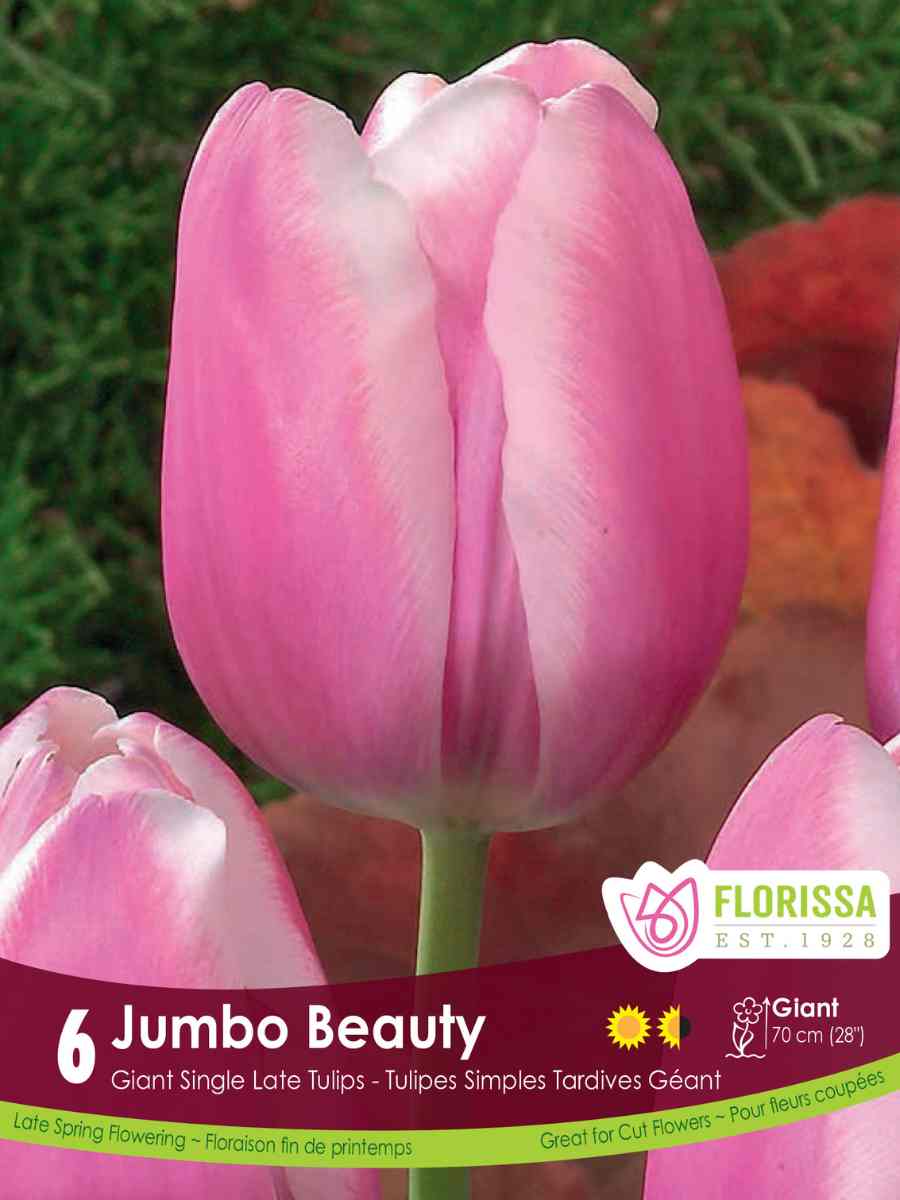 Florissa Tulip 'Jumbo Beauty' - 6 Bulbs/Pkg