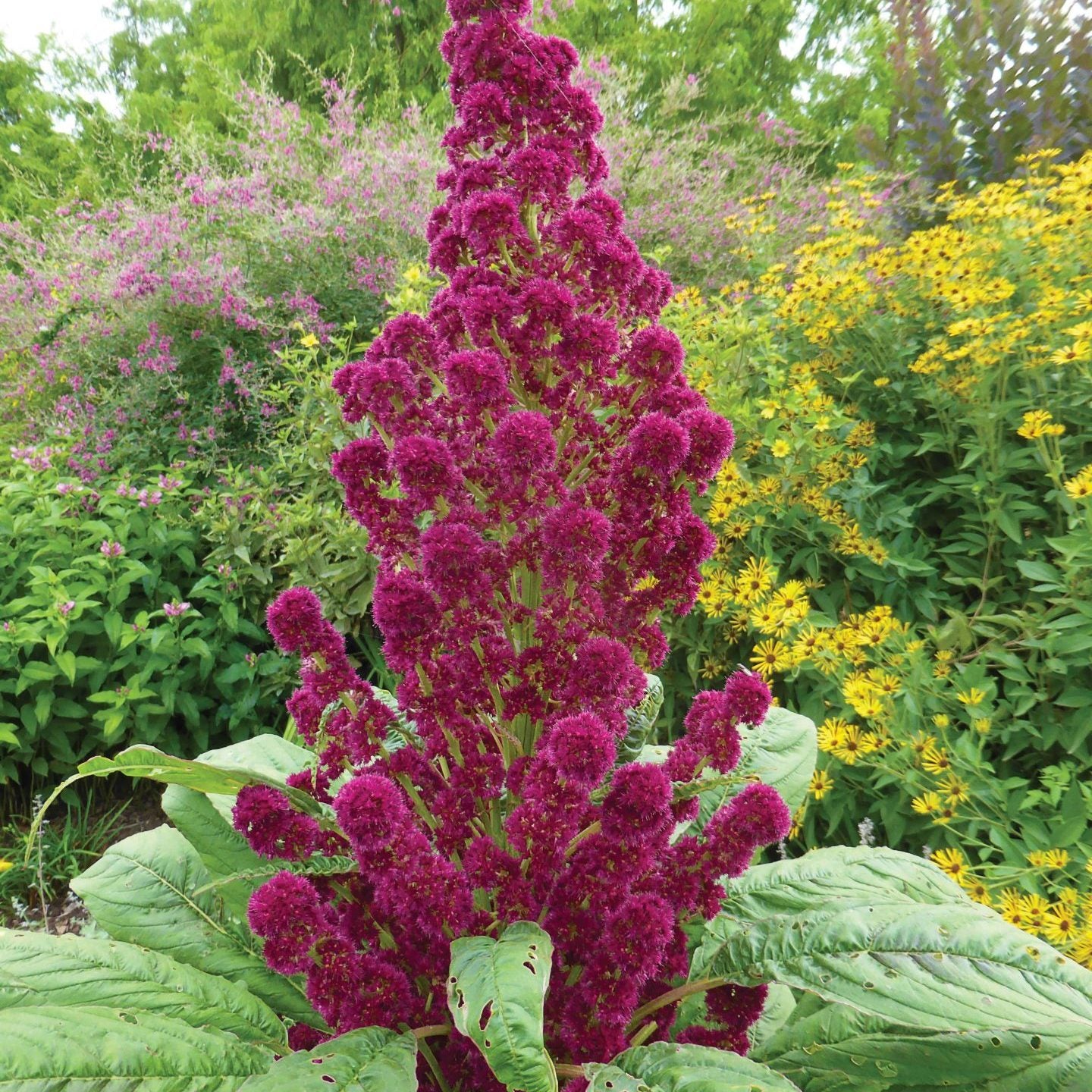 OSC Red Garnet Amaranth Seeds (Aimers International) - Packet
