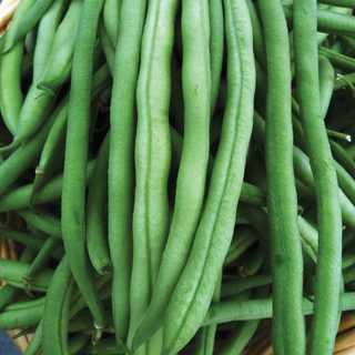 OSC Provider Bean Seeds (Aimers International) - Packet