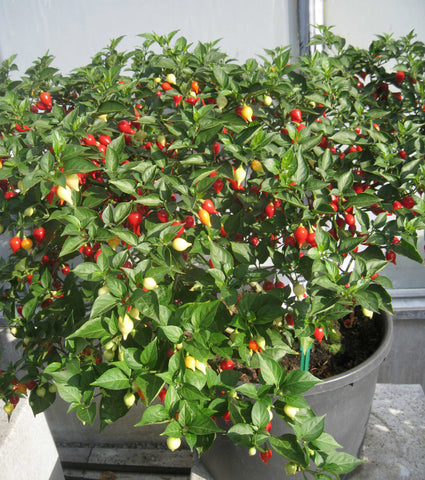 OSC Button Mix Chili Pepper Seeds (Aimers International) - Packet