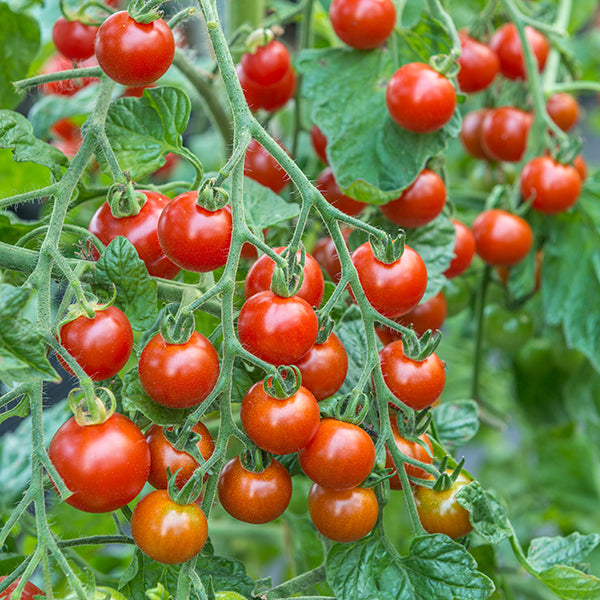 OSC Sweet Million Tomato Seeds (Aimers International) - Packet