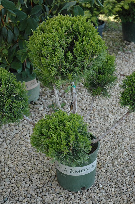 'Mint Julep' Juniper (pom pom) (Juniperus chinensis) - 7 Gallon Potted Shrub