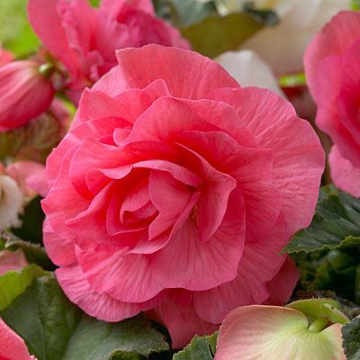 Camelia Pink Double Begonia - 1 Bulb/Pkg