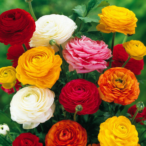 Florissa Ranunculus Peony Mix - 10 Bulbs/Pkg