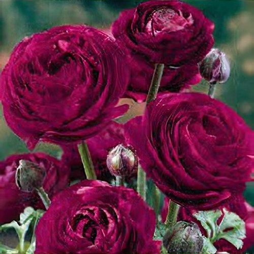 Florissa Ranunculus Amandine Pauline - 5 Bulbs/Pkg