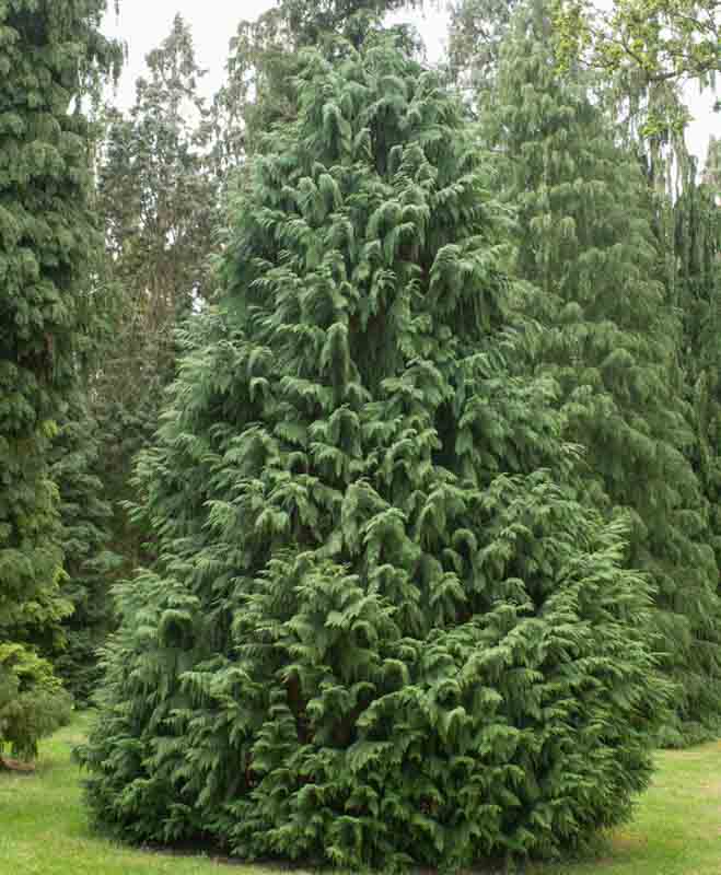 Blue Nootka Cypress (Chamaecyparis nootkatensis 'Glauca') - 10 Gallon Potted Tree