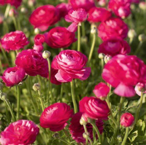 Florissa Ranunculus 'Amandine Bonbon' - 5 Bulbs/Pkg