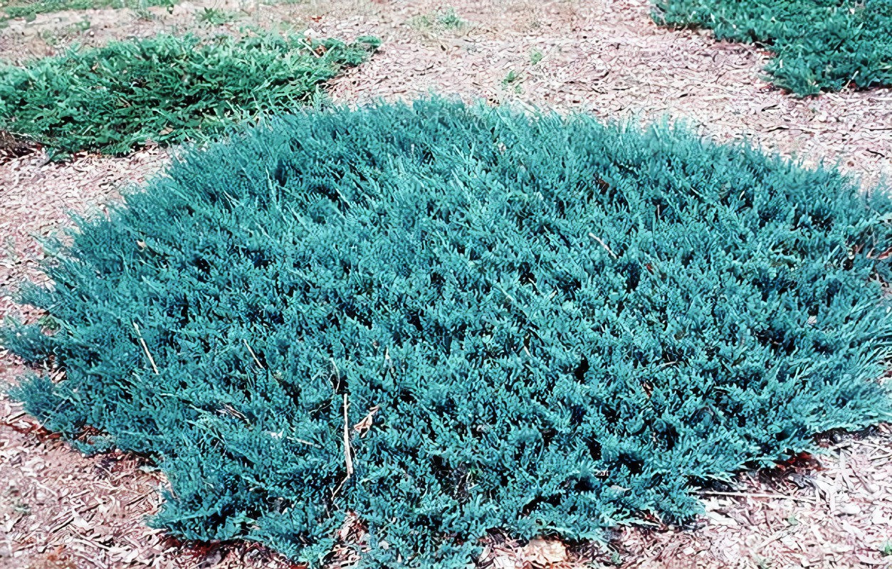 Juniperus horizontalis 'Blue Chip' (Creeping Juniper) - 2 Gallon Potted Shrub