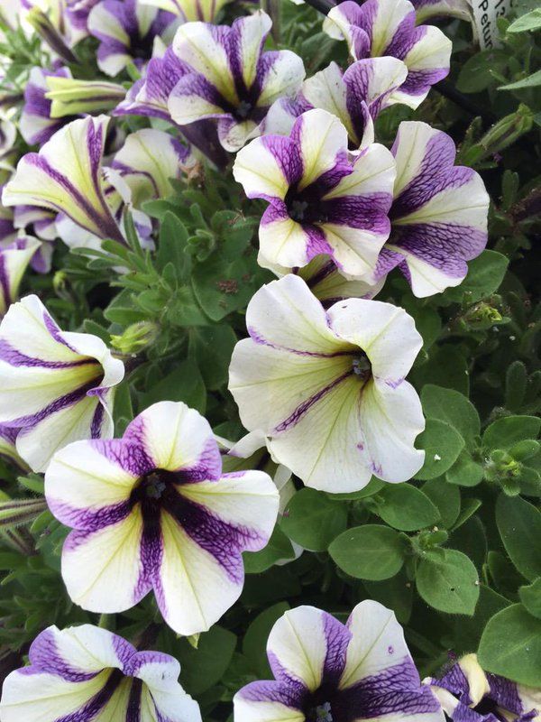 William Dam Petunia 'Blueberry Muffin Mix' - Packet
