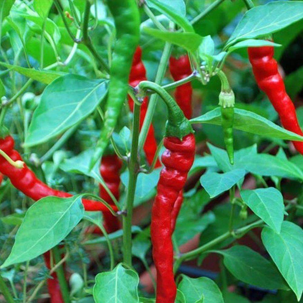 Aimers Hot Long Red Cayenne Organic Pepper Seeds - Pepper