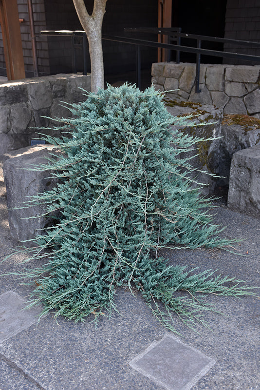 Blue Rug Juniper (Juniperus horizontalis 'Wiltonii') - 2 Gallon Potted Shrub