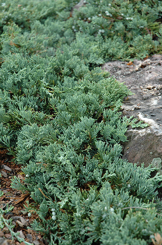 Blue Rug Juniper (Juniperus horizontalis 'Wiltonii') - 2 Gallon Potted Shrub