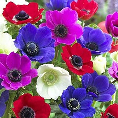 Florissa Anemone De Caen Mix - 10 Bulbs/Pkg