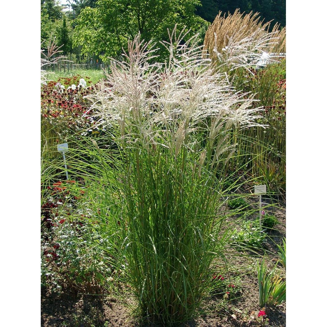 Miscanthus sinensis ‘Graziella’  Maiden Grass - 1 Gallon Potted Perennial