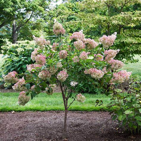 Vanilla Strawberry Hydrangea Standard (Hydrangea paniculata 'Renhy') - 7 Gallon Potted Tree