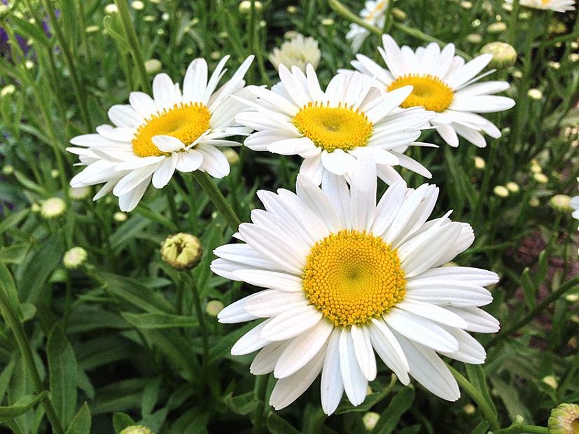 Leucanthemum x superbum 'Becky' (Becky Shasta Daisy) - 1 Gallon Potted Perennial
