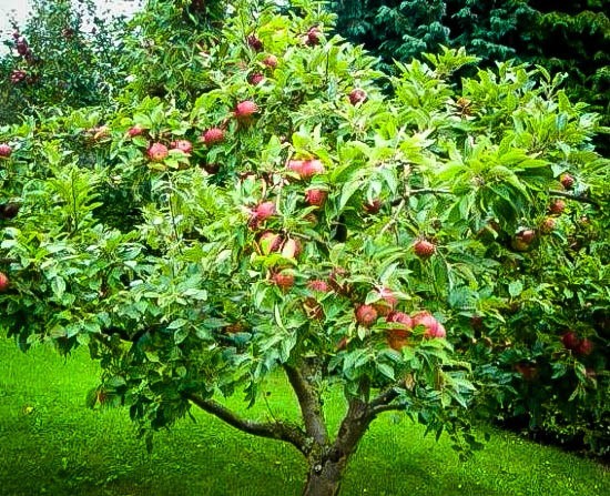 'Honeycrisp' Apple Tree - 5 Gallon Potted Fruit Tree