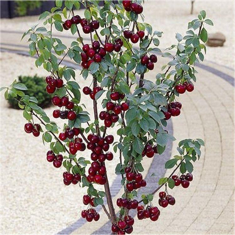'Stella' Cherry Tree - 5 Gallon Potted Fruit Tree