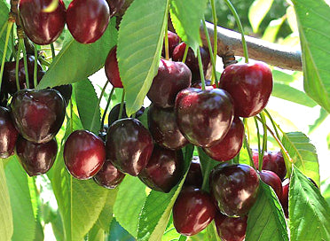 'Stella' Cherry Tree - 5 Gallon Potted Fruit Tree
