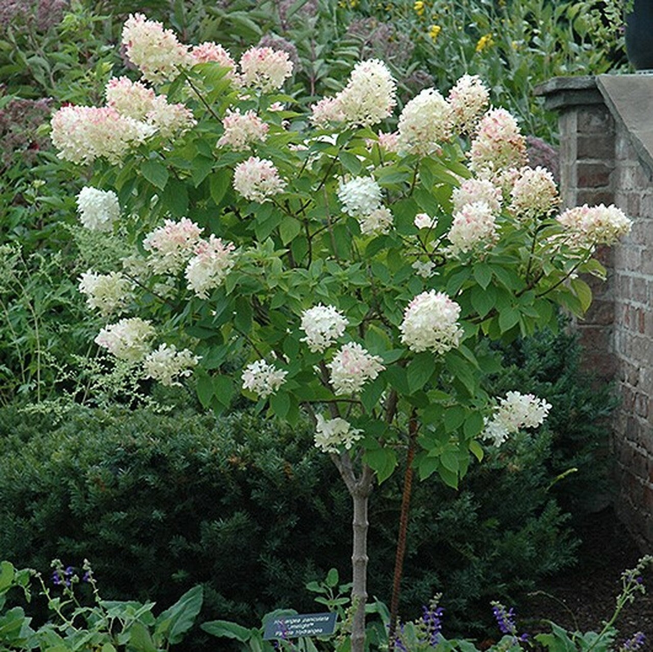Hydrangea - 'Limelight' Standard Tree - 7 Gallon Potted Tree