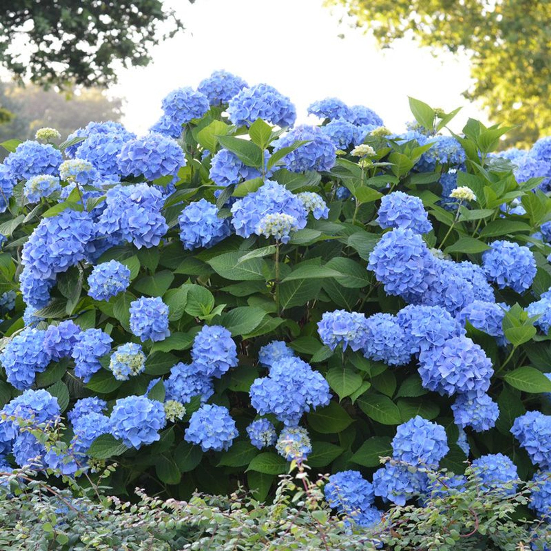 Endless Summer 'Blue' Hydrangea - 3 Gallon Potted Shrub
