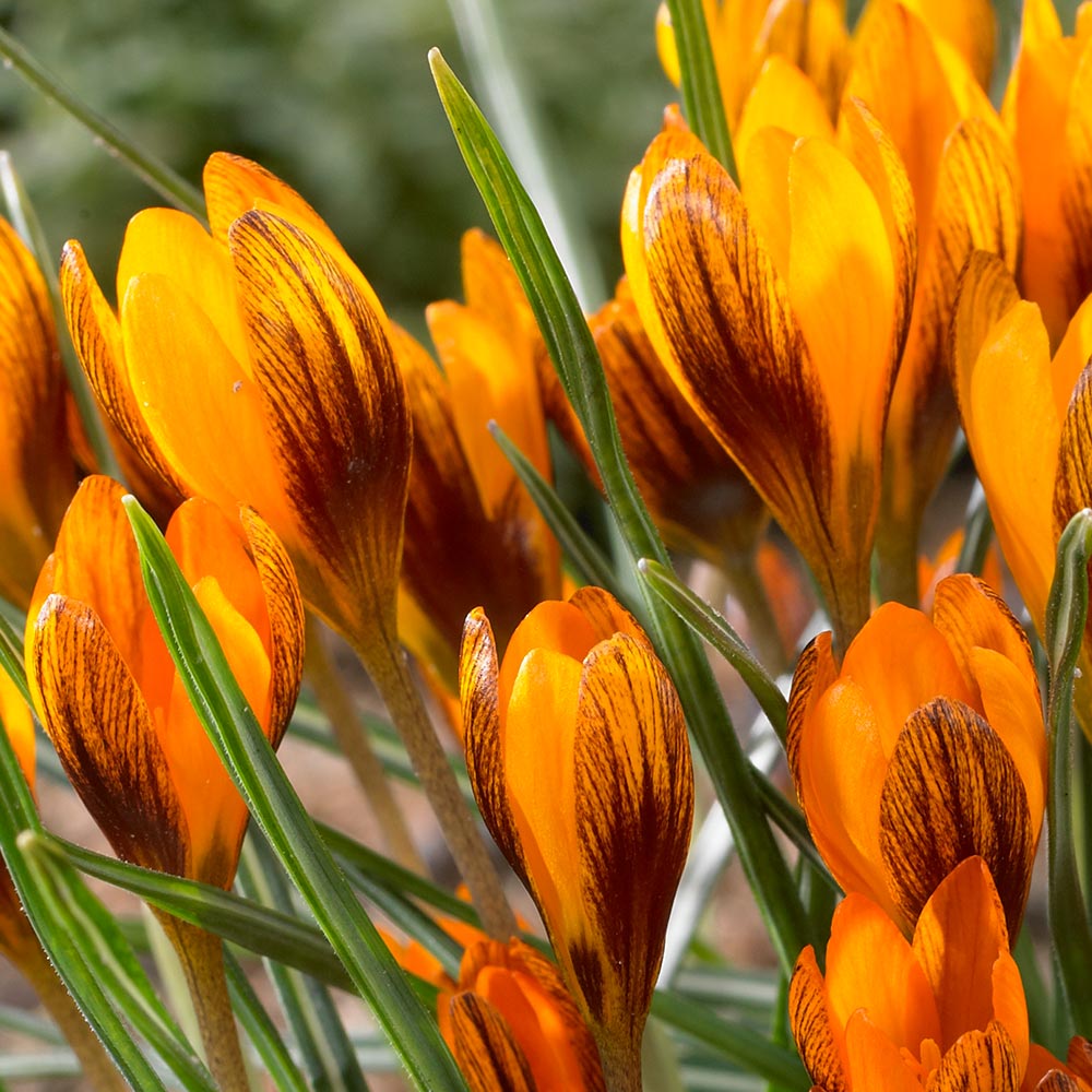 'Orange Monarch' Crocus - 10 Bulbs/Pkg