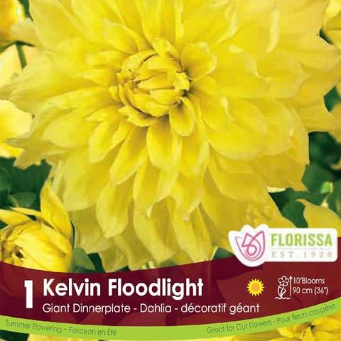 Dinnerplate 'Kelvin Floodlight' Dahlia - 1 Bulb/Pkg
