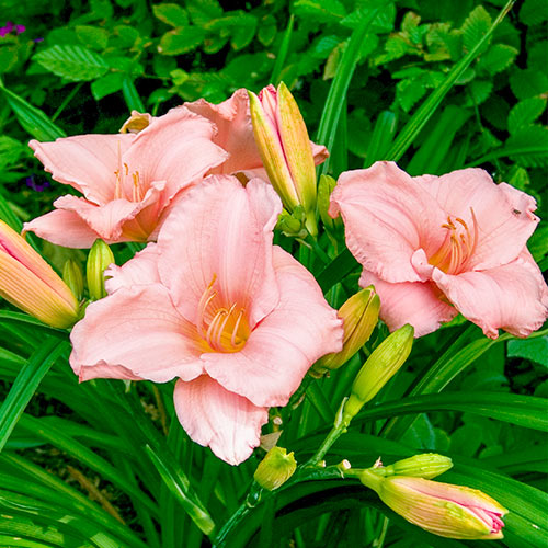 Hemerocallis 'On and On' Daylily - 1 Bulb/Pkg