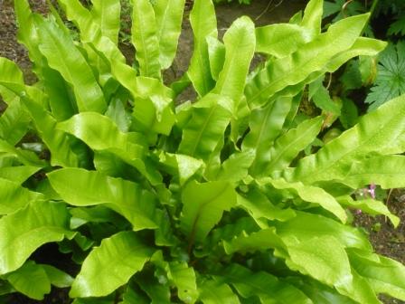 Asplenium scolopendrium  Hart’s-tongue Fern - 1 Gallon Potted Perennial