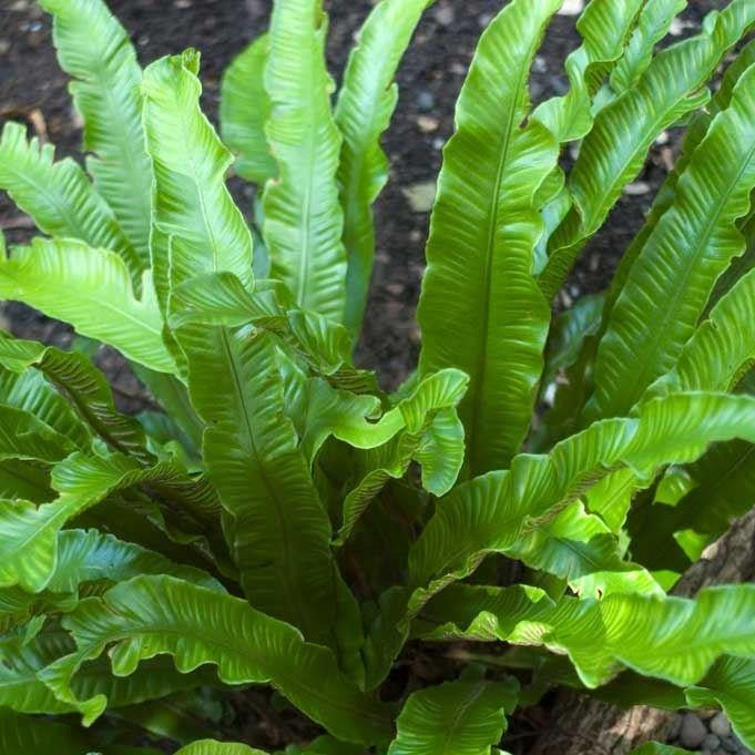 Asplenium scolopendrium  Hart’s-tongue Fern - 1 Gallon Potted Perennial