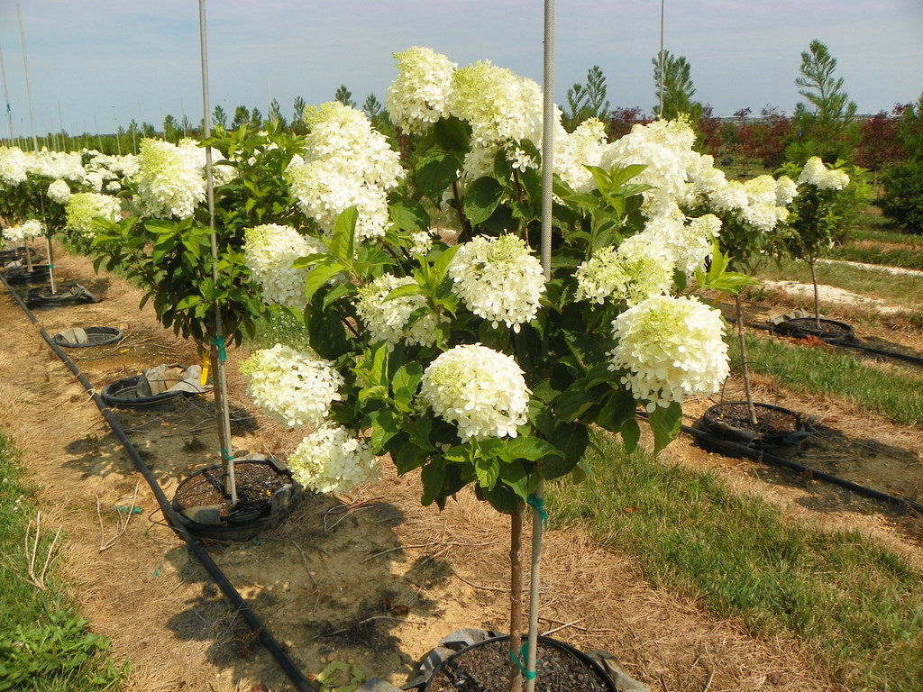 Phantom Hydrangea Tree Form ( (Hydrangea paniculata 'Phantom') - 7 Gallon Potted Tree