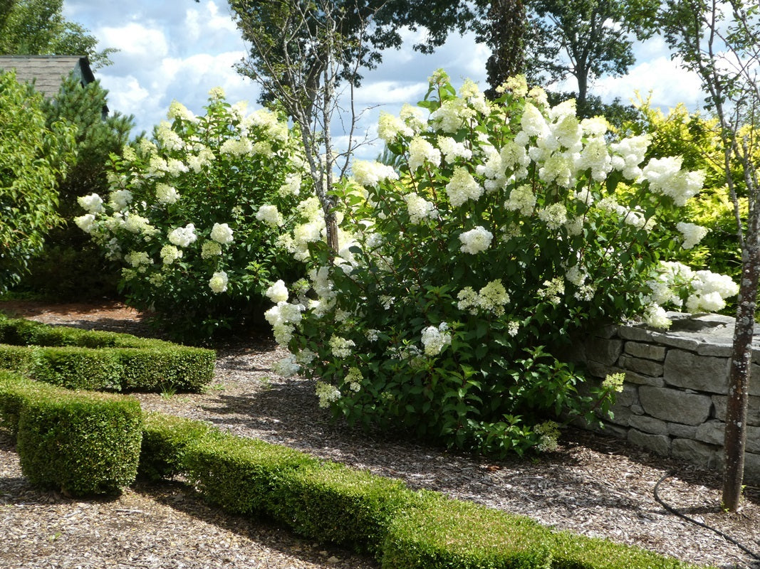 Limelight Hydrangea (Hydrangea paniculata 'Limelight') - 2 Gallon Potted Shrub