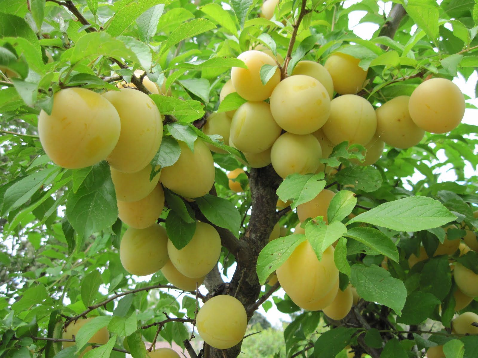 Shiro Plum  Prunus 'Shiro' - 7 Gallon Potted Fruit Tree