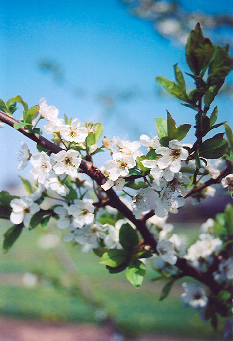 Shiro Plum  Prunus 'Shiro' - 7 Gallon Potted Fruit Tree