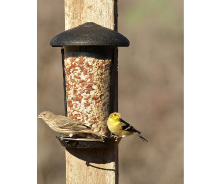 Perky Pet Wall and Post Mount Feeder