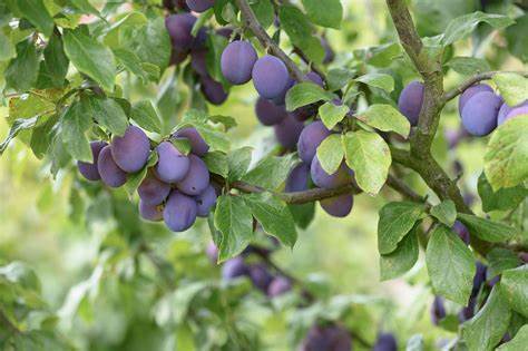 Italian Plum Tree (Prunus domestica) - 7 Gallon Potted Fruit Tree