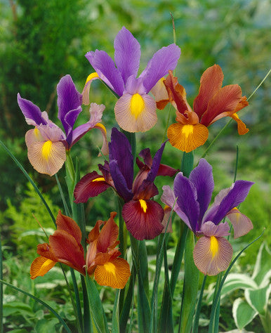 Florissa Dutch Iris Tiger Mix - 10 Bulbs/Pkg