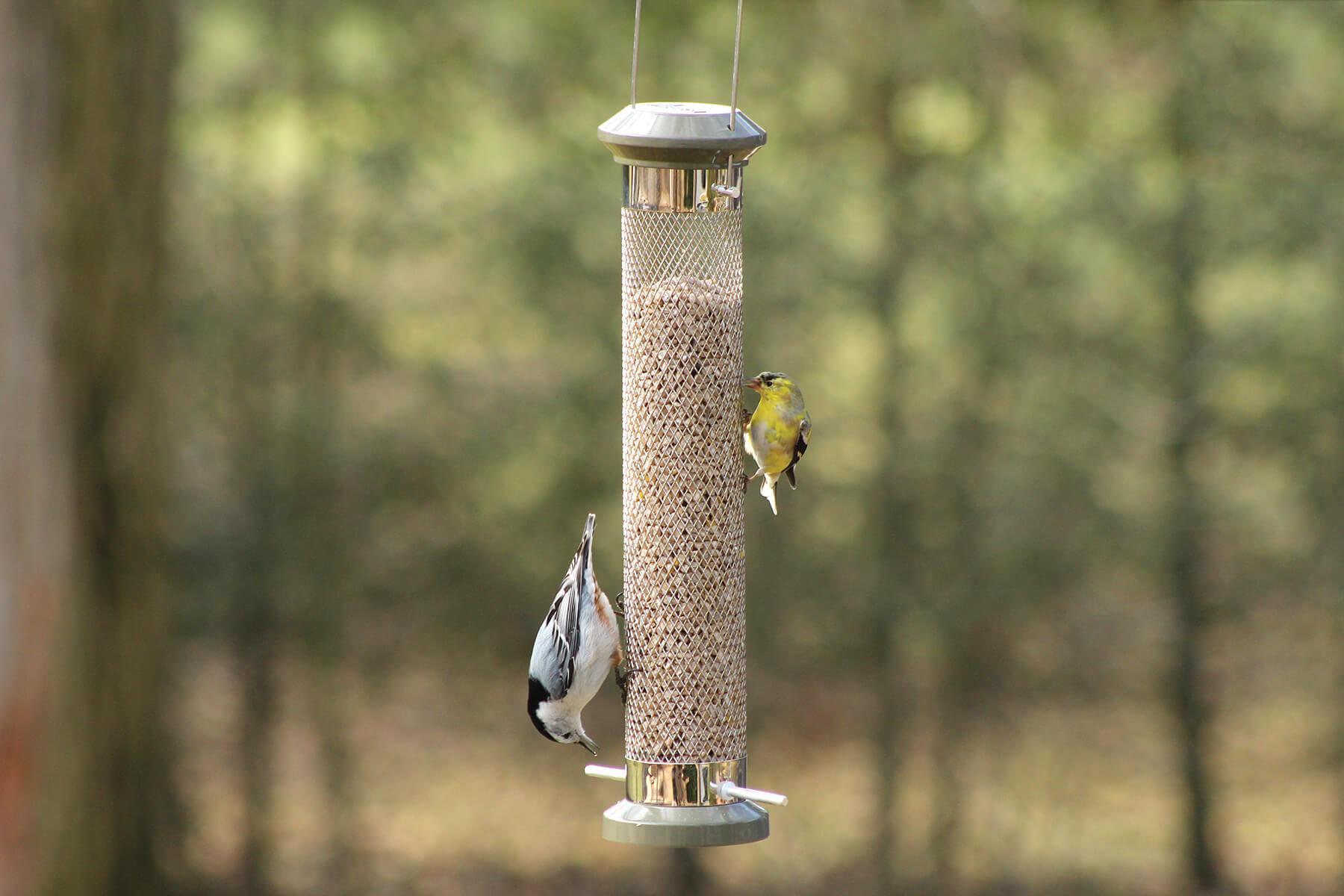 16” Wingfield Sunflower Hearts/Chips Feeder