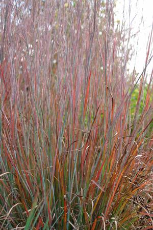 Standing Ovation Little Bluestem (Schizachyrium scoparium) - 1 Gallon Potted Perennial