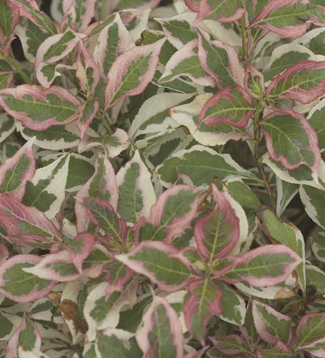 Weigela florida My Monet - 2 Gallon Potted Shrub