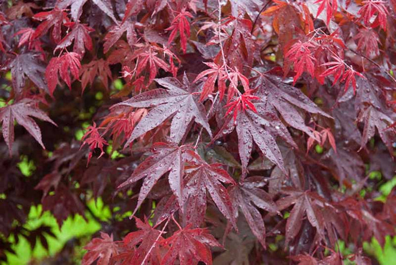 Acer palmatum 'Bloodgood' (Japanese Maple) - 10 Gallon Potted Tree