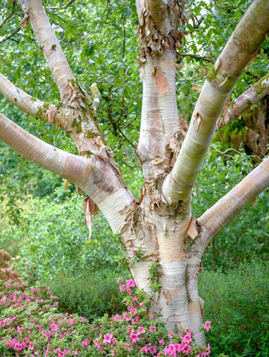 Betula utilis 'Jacquemontii' - Clump (Himalayan Birch Clump) - 10 Gallon Potted Tree