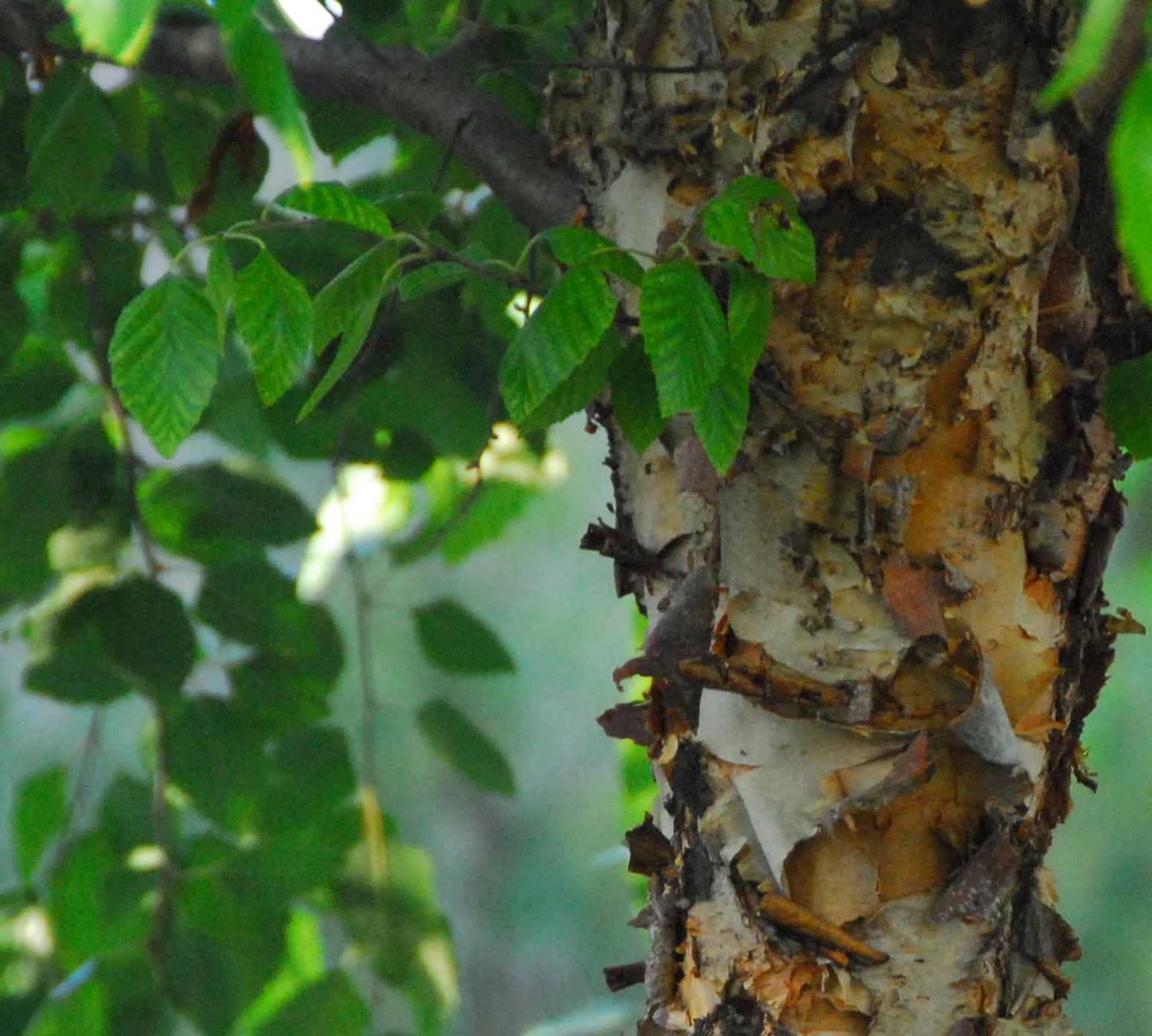 Dura Heat River Birch (clump)  Betula nigra  - 10 Gallon Potted Tree