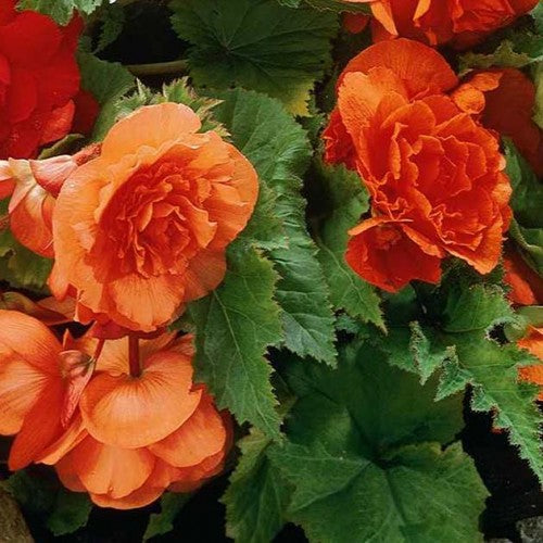 Camelia Orange Double Begonia - 1 Bulb/Pkg