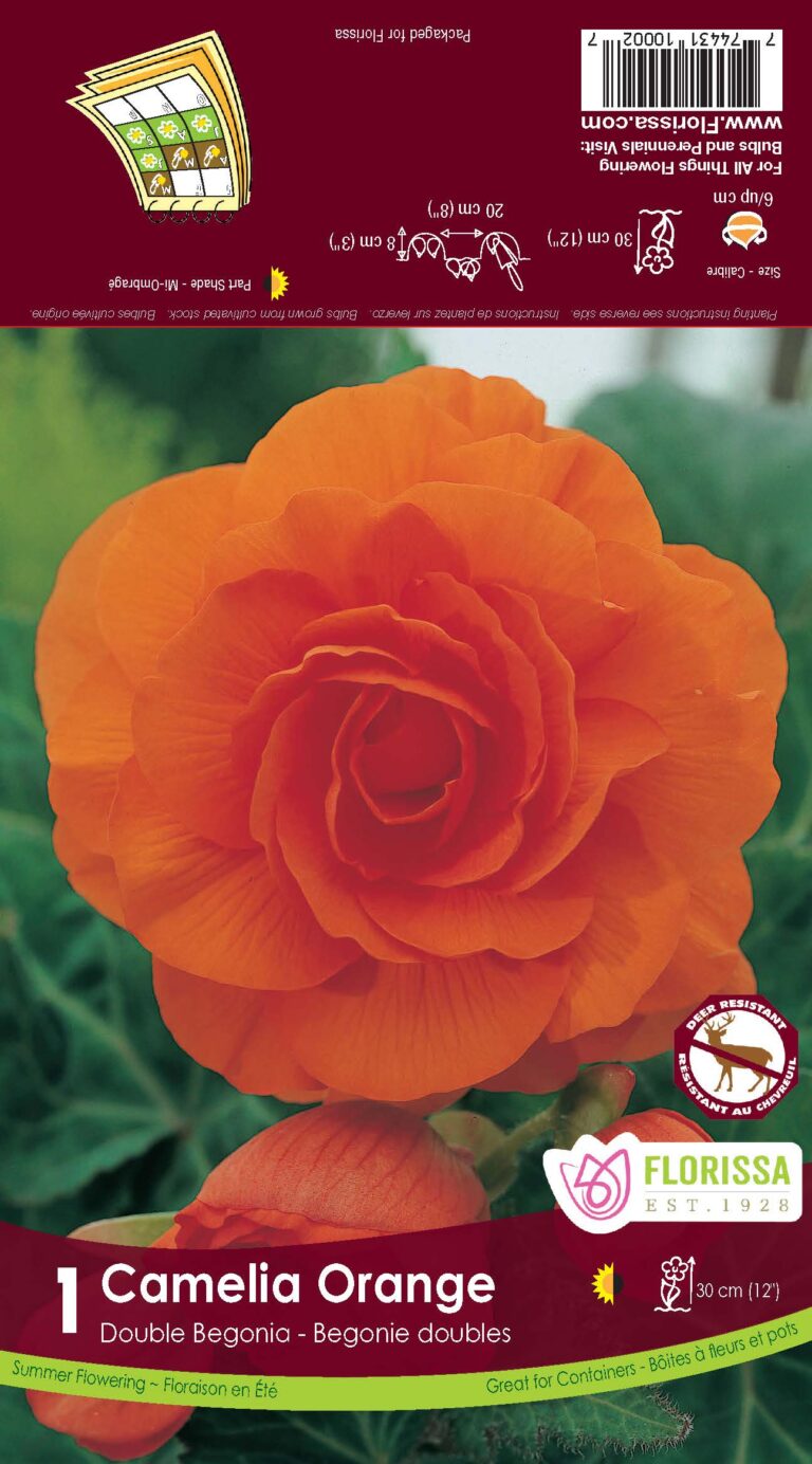 Camelia Orange Double Begonia - 1 Bulb/Pkg