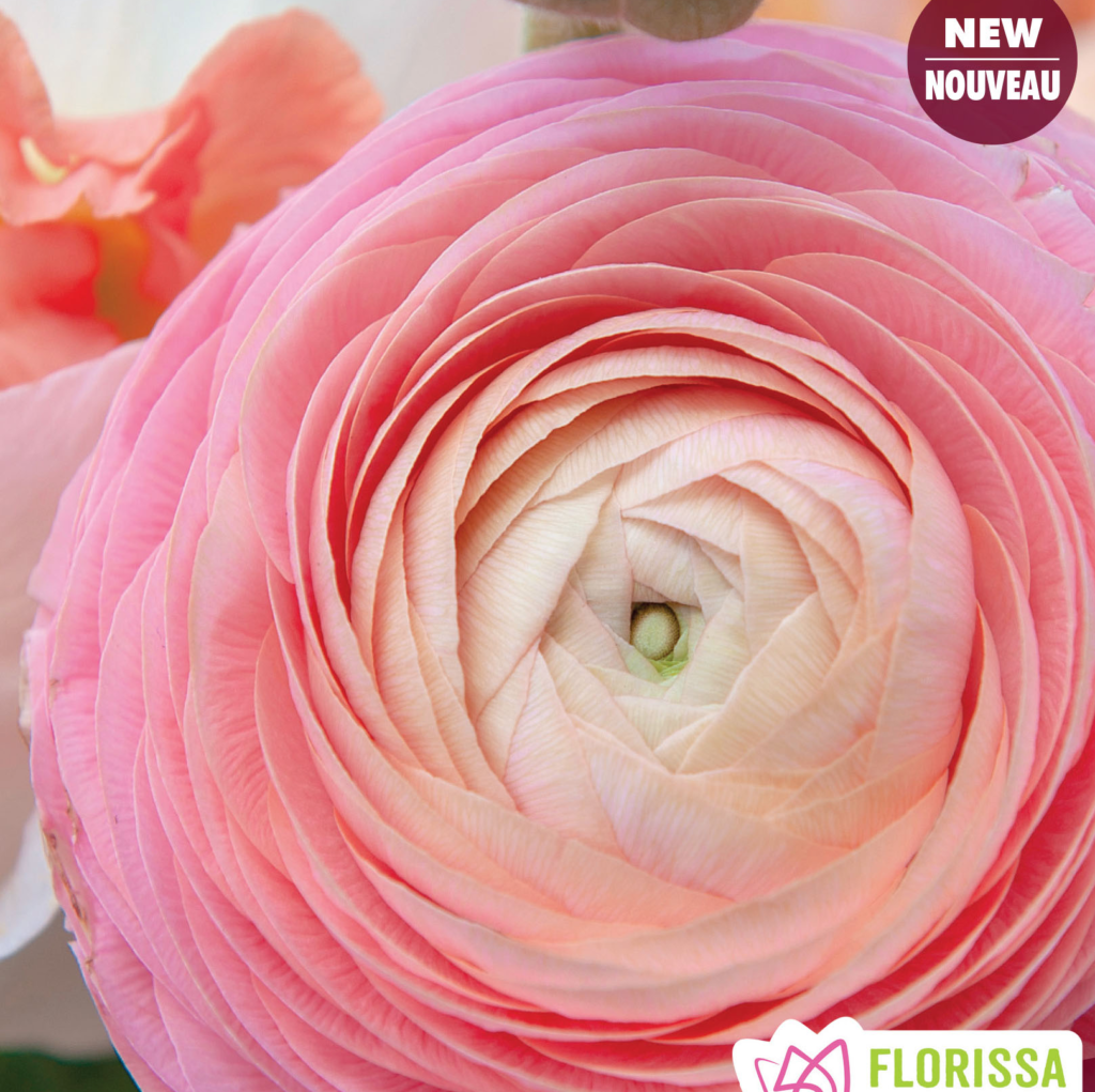 Florissa 'Amandine Marshmallow' Novelty Ranunculus - 5 Bulbs/Pkg