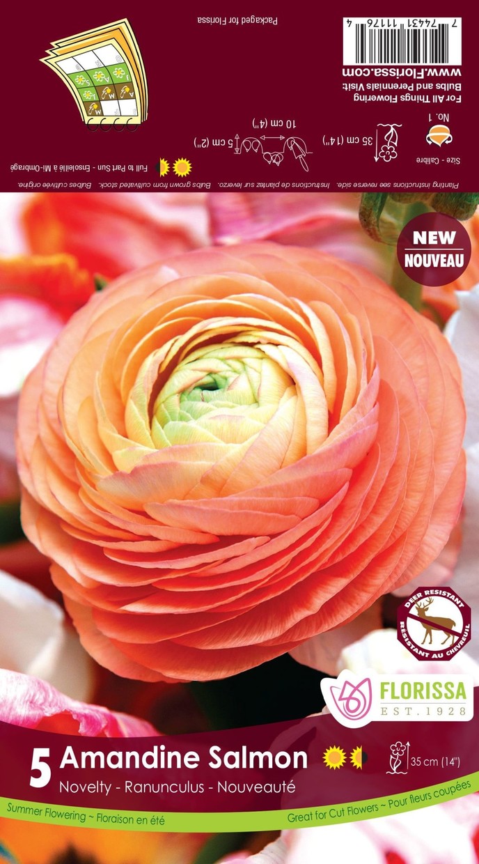 Florissa 'Amandine Salmon' Novelty Ranunculus - 5 Bulbs/Pkg