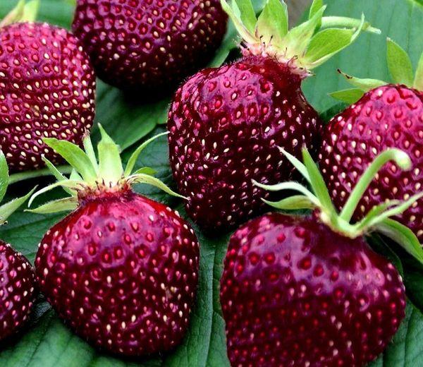 Fragaria x Ananassa 'Cherryberry' Junebearing Strawberry - 1 Gallon Potted Plant