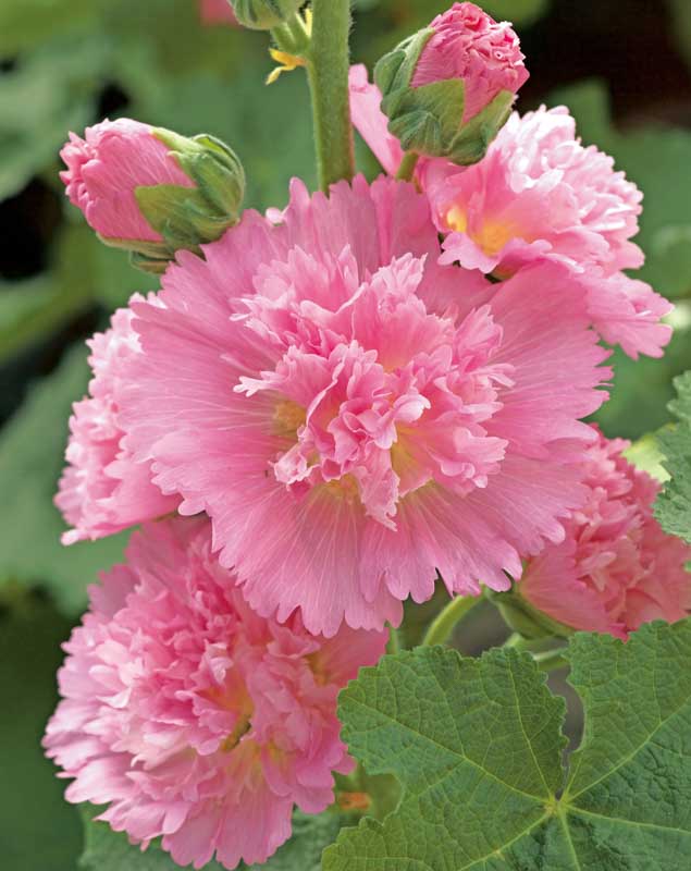Alcea rosea 'Spring Celebrities Pink' (Hollyhock) - 2 Gallon Potted Perennial