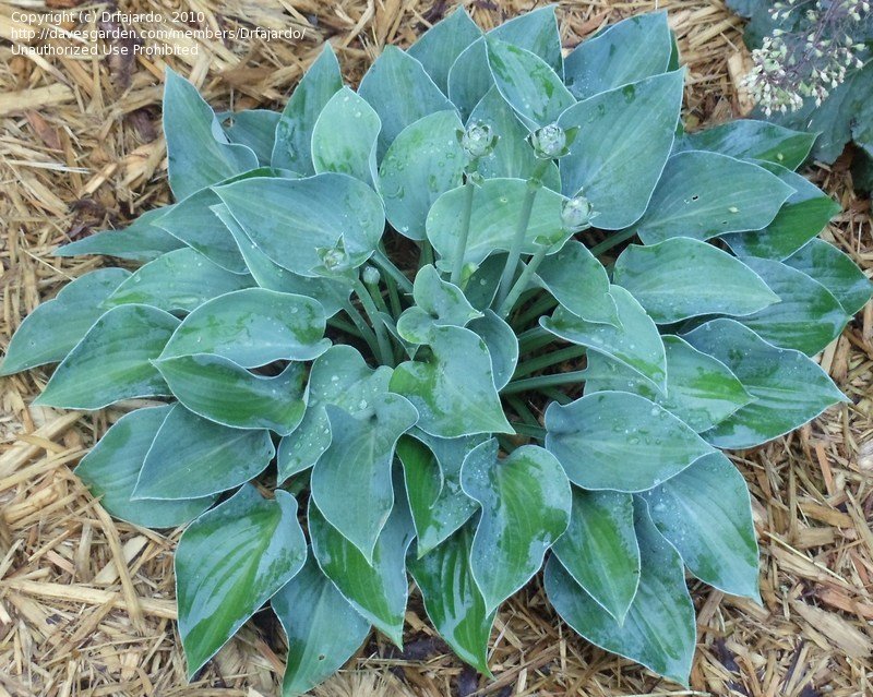 Blue Cadet Hosta - 1 Gallon Potted Perennial